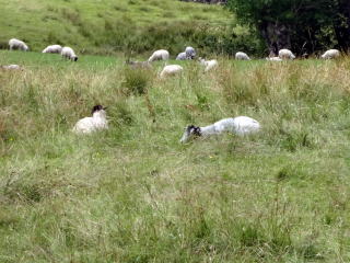 草を食む羊達